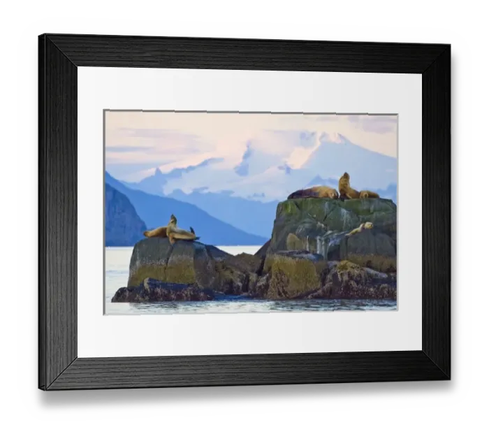 Framed Print : USA. Alaska. A Steller sea lion bull and harem perch on a rock in Kinak Bay, Katmai NP Framed Print : USA. Alaska. A Steller sea lion bull and harem perch on a rock in Kinak Bay, Katmai NP