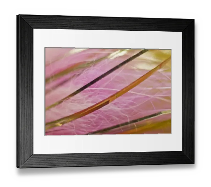 Framed Print : USA, Alaska, Lake Clark National Park. Abstract of pink and gold fishing fly details Framed Print : USA, Alaska, Lake Clark National Park. Abstract of pink and gold fishing fly details