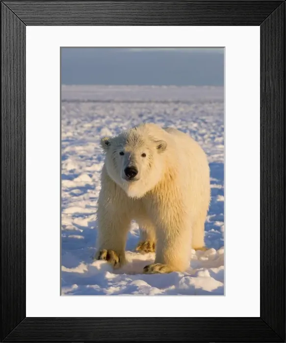 Framed Print : polar bear, Ursus maritimus, polar bear on ice and snow, 1002 coastal plain of Framed Print : polar bear, Ursus maritimus, polar bear on ice and snow, 1002 coastal plain of
