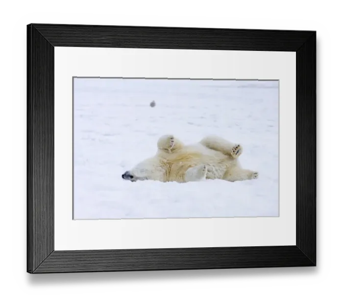 Framed Print : polar bear, Ursus maritimus, cub rolling around on the pack ice, 1002 coastal plain Framed Print : polar bear, Ursus maritimus, cub rolling around on the pack ice, 1002 coastal plain
