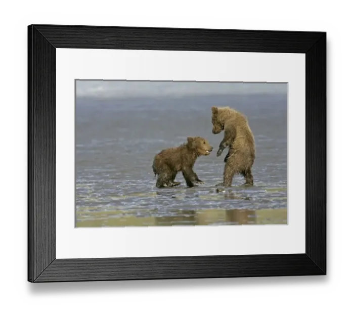 Framed Print : USA, Alaska, Lake Clark National Park. Coastal grizzly bear cubs playing Framed Print : USA, Alaska, Lake Clark National Park. Coastal grizzly bear cubs playing