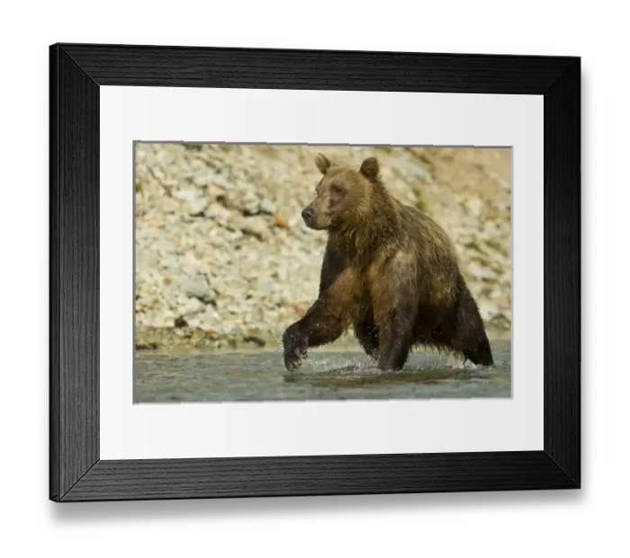 Framed Print : USA, North America, Alaska