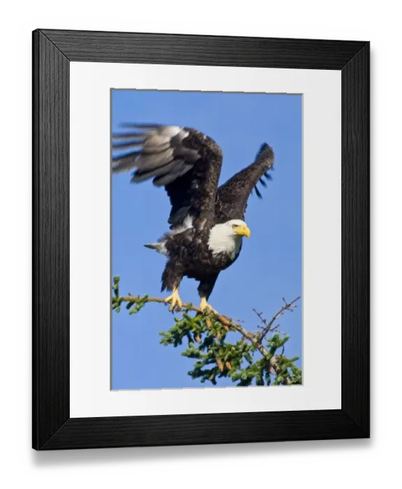 Framed Print : USA. Alaska. Bald Eagle at Silver Salmon Creek in Lake Clark NP Framed Print : USA. Alaska. Bald Eagle at Silver Salmon Creek in Lake Clark NP