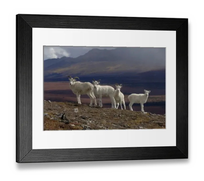 Framed Print : dall sheep, Ovis dalli, herd resting on a hillside during fall colors, Mount Margarget Framed Print : dall sheep, Ovis dalli, herd resting on a hillside during fall colors, Mount Margarget