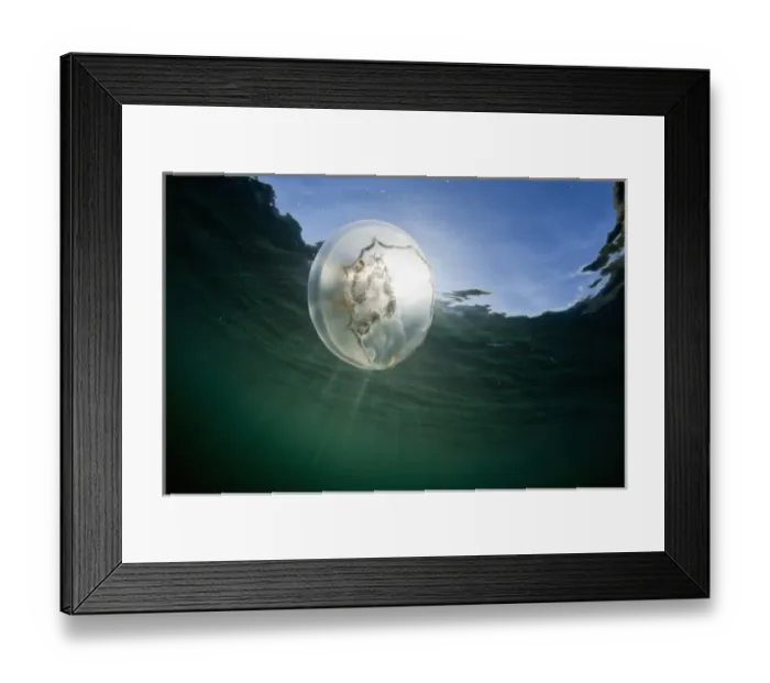Framed Print : USA, Alaska, Katmai National Park, Underwater view of Moon Jellyfish (Aurelia aurita)