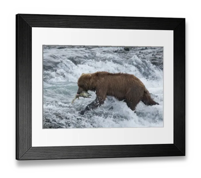 Framed Print : USA, Alaska, McNeil River. Grizzly or brown bear Framed Print : USA, Alaska, McNeil River. Grizzly or brown bear