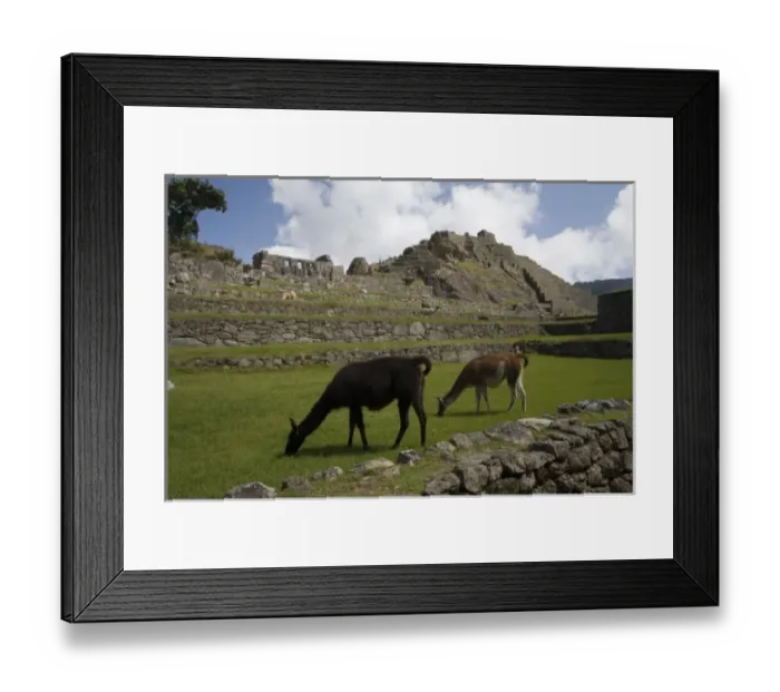Framed Print : South America - Peru. Llamas feeding on main plaza in the lost Inca city of Machu Picchu