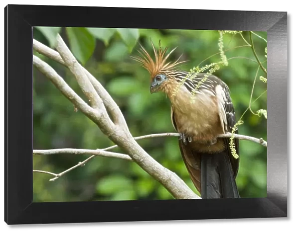 Hoatzin (Opisthocomus hoazin), also known as the Hoactzin, Stinkbird, or Canje Pheasant