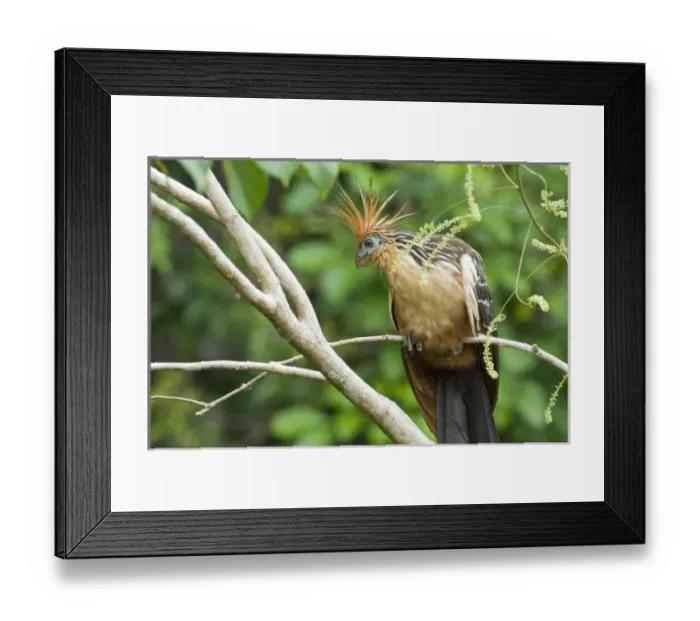 Framed Print : Hoatzin (Opisthocomus hoazin), also known as the Hoactzin, Stinkbird, or Canje Pheasant Framed Print : Hoatzin (Opisthocomus hoazin), also known as the Hoactzin, Stinkbird, or Canje Pheasant