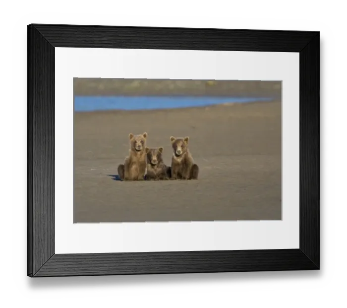 Framed Print : USA. Alaska. Coastal Brown Bear cubs watch their mother fishing for salmon at Silver