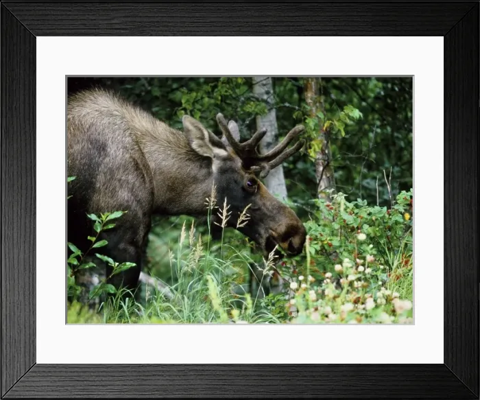 Framed Print : Alaska, Icy Bay. Bull moose grazing in the woods Framed Print : Alaska, Icy Bay. Bull moose grazing in the woods