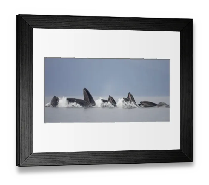 Framed Print : USA, Alaska, Row of Humpback Whales (Megaptera novaengliae) lunging from water while