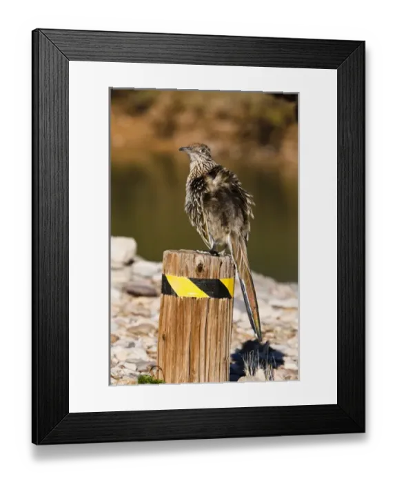 Framed Print : USA, Arizona, Lake Havasu City. Close-up of greater roadrunner perched on stump Framed Print : USA, Arizona, Lake Havasu City. Close-up of greater roadrunner perched on stump