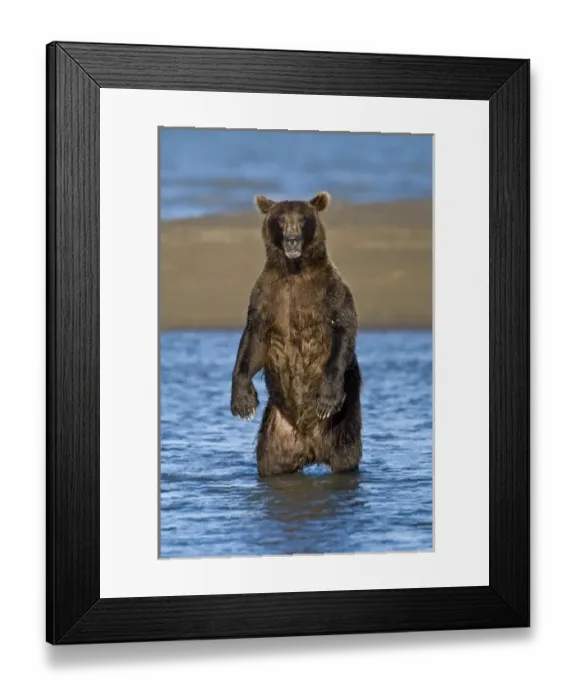 Framed Print : USA. Alaska. Coastal Brown Bear fishing for salmon at Silver Salmon Creek in Lake Clark NP