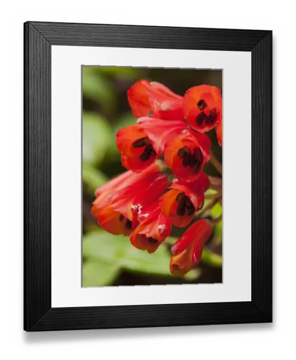 Framed Print : Costa Rica, Volcano Poas National Park, Macro image of Climbing Alstroemeria (Bomarea Framed Print : Costa Rica, Volcano Poas National Park, Macro image of Climbing Alstroemeria (Bomarea