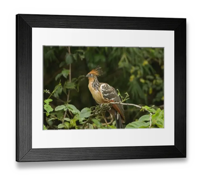 Framed Print : South America, Peru