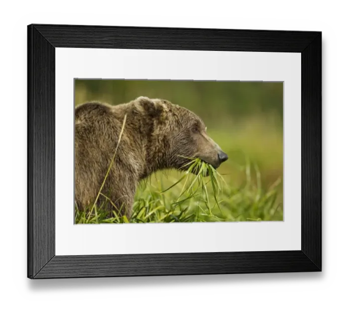 Framed Print : USA, North America, Alaska
