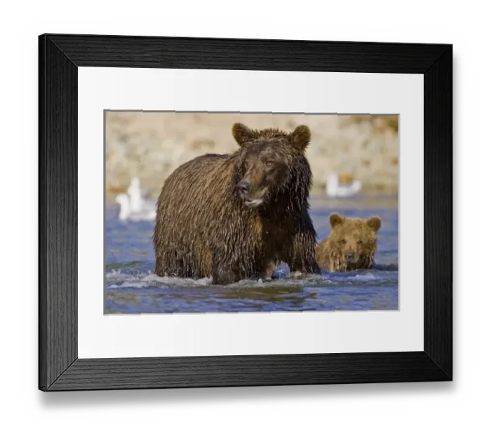 Framed Print : USA. Alaska. A coastal brown bear fishes for salmon in a glacial stream at Kinak Bay in Katmai NP Framed Print : USA. Alaska. A coastal brown bear fishes for salmon in a glacial stream at Kinak Bay in Katmai NP