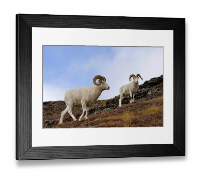 Framed Print : dall sheep, Ovis dalli, rams on a hillside during fall colors, Mount Margaret, Denali National Park Framed Print : dall sheep, Ovis dalli, rams on a hillside during fall colors, Mount Margaret, Denali National Park