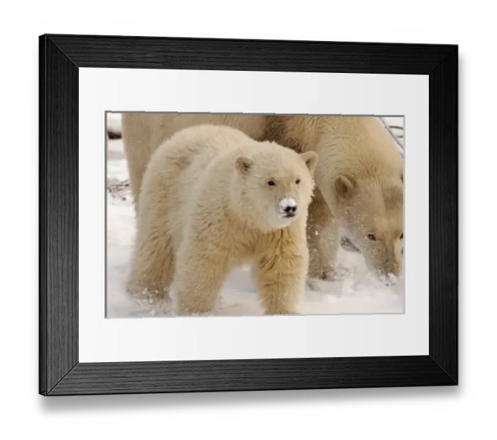 Framed Print : USA, North America, Alaska Framed Print : USA, North America, Alaska