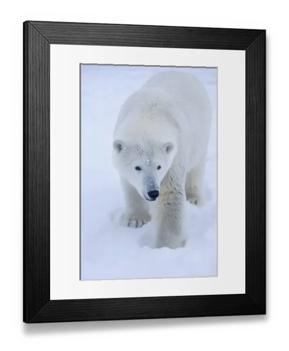 Framed Print : polar bear, Ursus maritimus, polar bear on ice and snow, 1002 coastal plain of