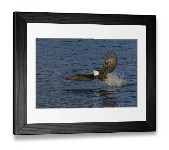 Framed Print : USA, Alaska, Kachemak Bay State Park, Kachemak Bay. Bald eagle takes flight after catching fish