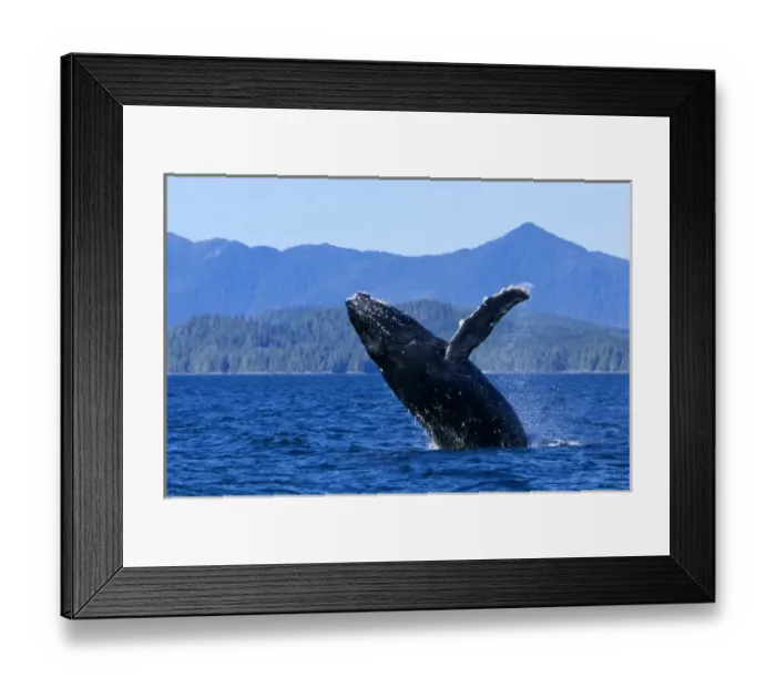 Framed Print : USA, Alaska, Prince of Wales Island. Humpback whale breaching