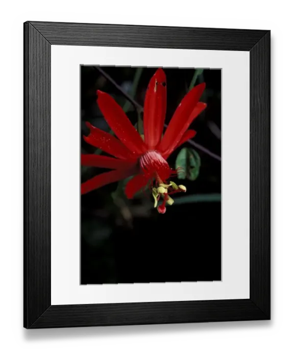 Framed Print : South America, Peru, Rainforest, Napo River. Passion flower (Passiflora incamata) Framed Print : South America, Peru, Rainforest, Napo River. Passion flower (Passiflora incamata)