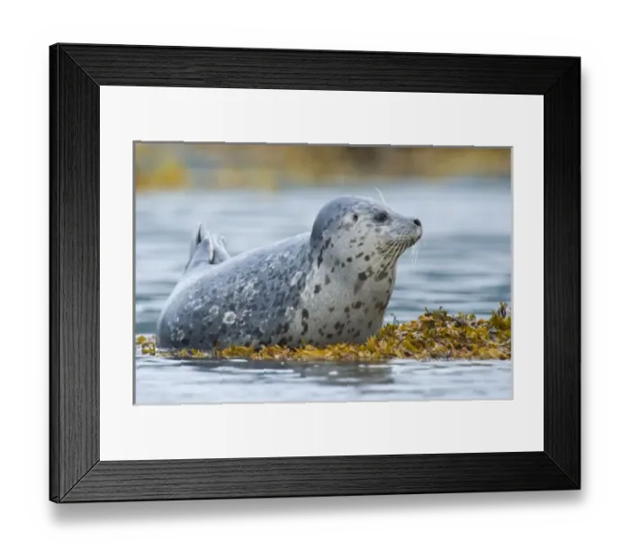 Framed Print : USA, North America, Alaska Framed Print : USA, North America, Alaska