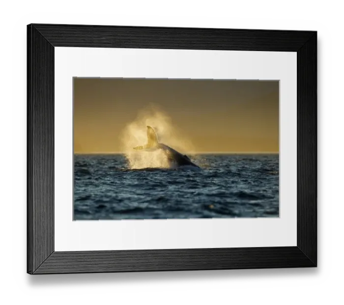 Framed Print : USA, North America, Alaska Framed Print : USA, North America, Alaska