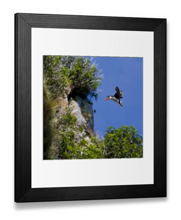 Framed Print : USA. Alaska. Horned Puffin at Bird Island in Lake Clark NP Framed Print : USA. Alaska. Horned Puffin at Bird Island in Lake Clark NP