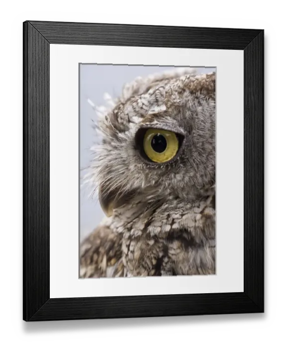 Framed Print : USA, Alaska, Ketchikan. Close-up side view of western screech owl