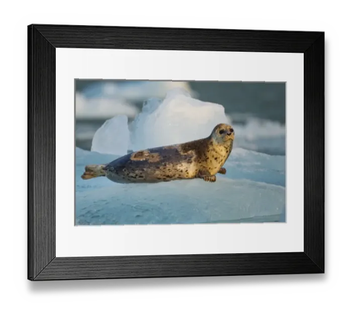 Framed Print : USA, Alaska, Tracy Arm-Fords Terror Wilderness, Harbor Seal (Phoca vitulina) on iceberg Framed Print : USA, Alaska, Tracy Arm-Fords Terror Wilderness, Harbor Seal (Phoca vitulina) on iceberg