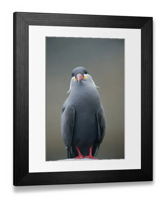 Framed Print : South America, Peru Framed Print : South America, Peru