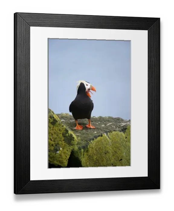 Framed Print : USA, North America, Alaska Framed Print : USA, North America, Alaska