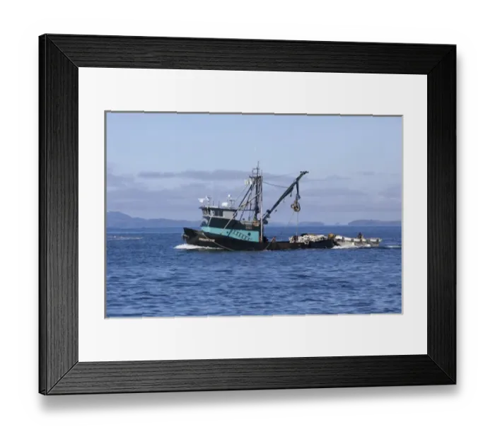 Framed Print : USA, Alaska, Southeast near Ketchikan, seine boats salmon fishing