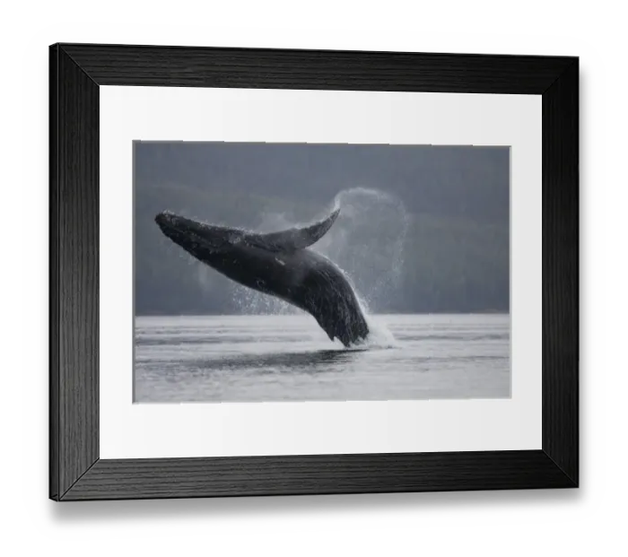 Framed Print : USA, Alaska, Tongass National Forest, Humpback Whale (Megaptera novaengliae) breaching