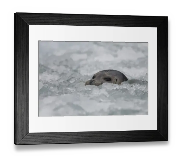 Framed Print : USA, Alaska, Tongass National Forest, Harbor Seal (Phoca vitulina) peering through