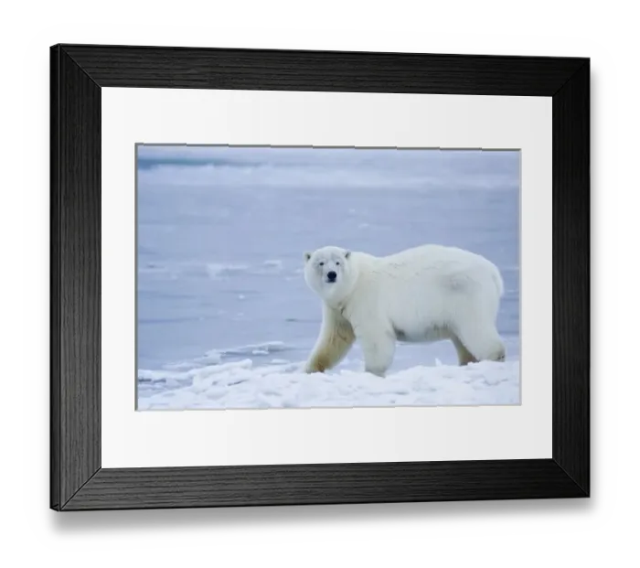 Framed Print : polar bear, Ursus maritimus, on ice and snow, 1002 coastal plain of the Arctic National Framed Print : polar bear, Ursus maritimus, on ice and snow, 1002 coastal plain of the Arctic National