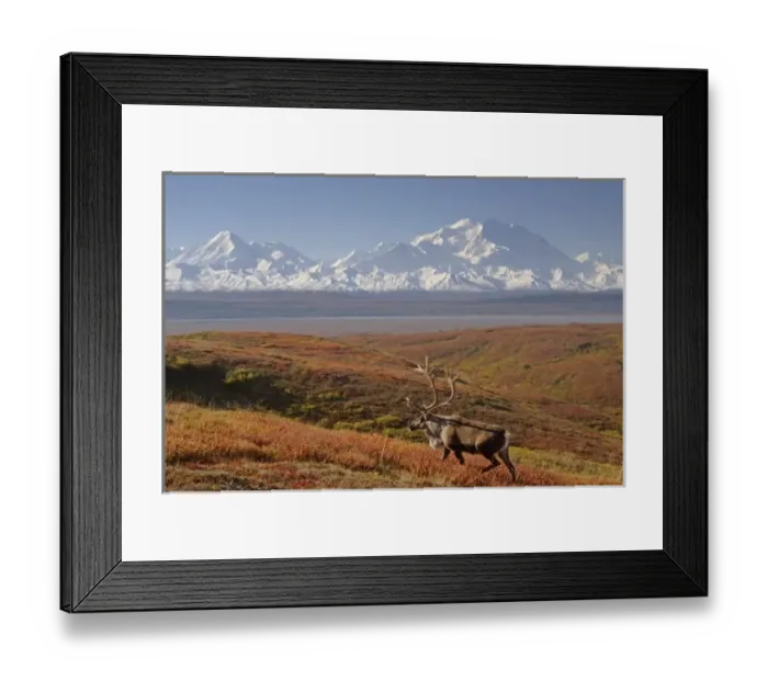 Framed Print : caribou, Rangifer tarandus, bull in fall colors with Mount McKinley in the background