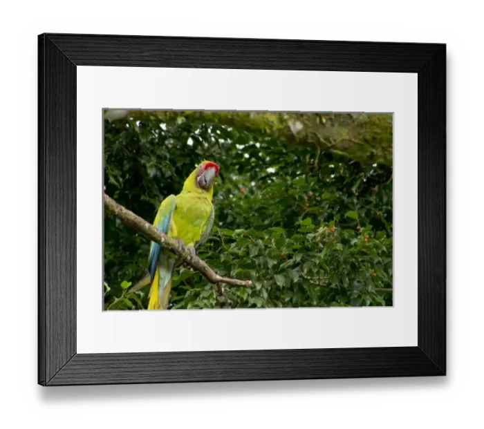 Framed Print : Central America, Costa Rica Framed Print : Central America, Costa Rica