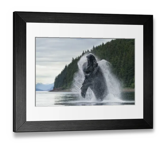 Framed Print : USA, Alaska, Tongass National Forest, Humpback Whales (Megaptera novaengliae) breaches