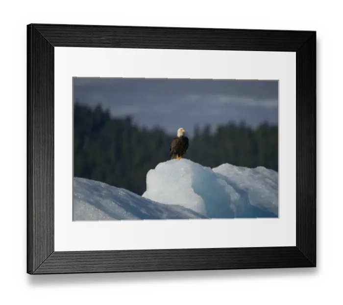 Framed Print : USA, Alaska, Tongass National Forest, Bald Eagle (Haliaeetus leucocephalus) resting
