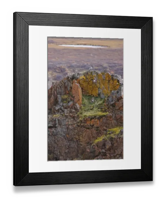 Framed Print : USA. Alaska. A gyrfalcon perches on a lichen-covered aerie high above Polychrome Pass in Denali NP Framed Print : USA. Alaska. A gyrfalcon perches on a lichen-covered aerie high above Polychrome Pass in Denali NP
