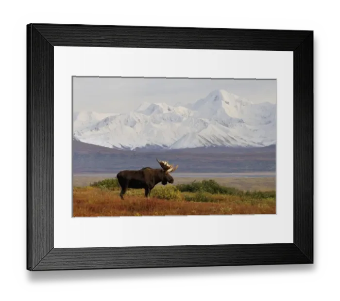 Framed Print : moose, Alces alces, bulls walking on fall tundra in Denali National Park, interior Alaska