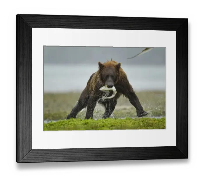 Framed Print : USA, North America, Alaska Framed Print : USA, North America, Alaska