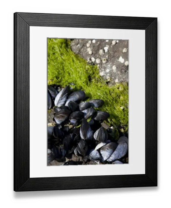 Framed Print : USA, North America, Alaska Framed Print : USA, North America, Alaska