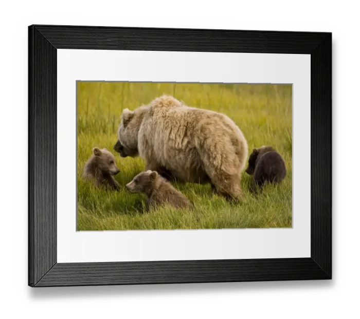 Framed Print : USA, North America, Alaska