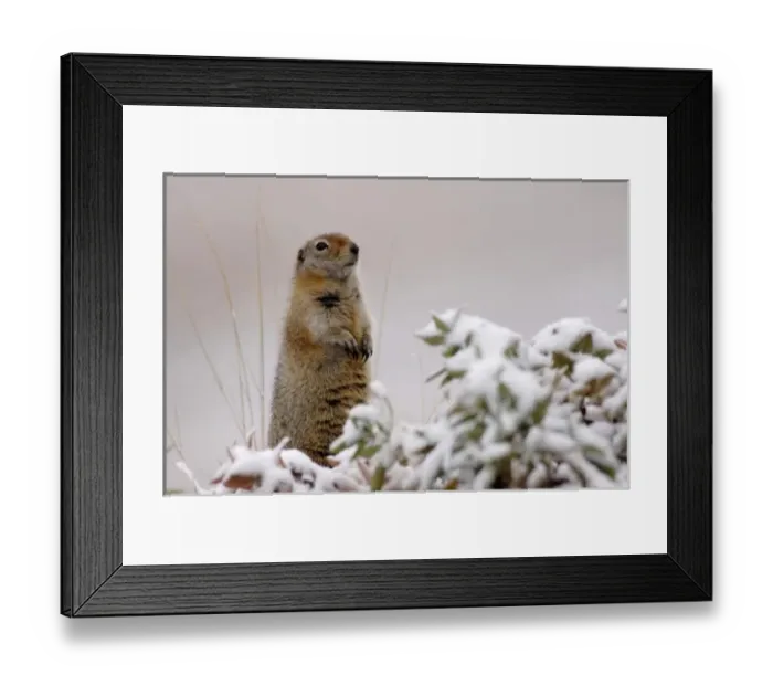 Framed Print : arctic ground squirrel, Citellus undulatus spermophilus, in snow, Denali National Park Framed Print : arctic ground squirrel, Citellus undulatus spermophilus, in snow, Denali National Park