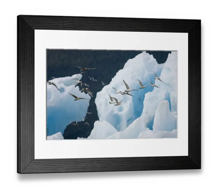 Framed Print : USA, Alaska, Tongass National Forest, Flock of seagulls taking flight past iceberg Framed Print : USA, Alaska, Tongass National Forest, Flock of seagulls taking flight past iceberg